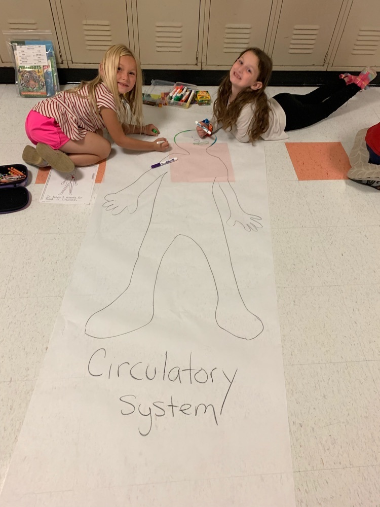 circulatory system