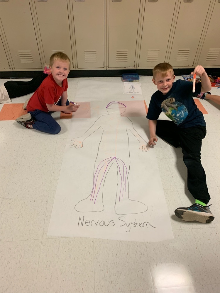 nervous system