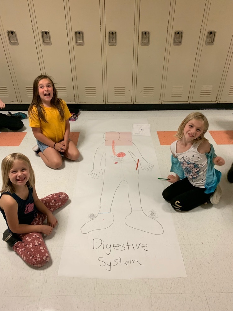 digestive system