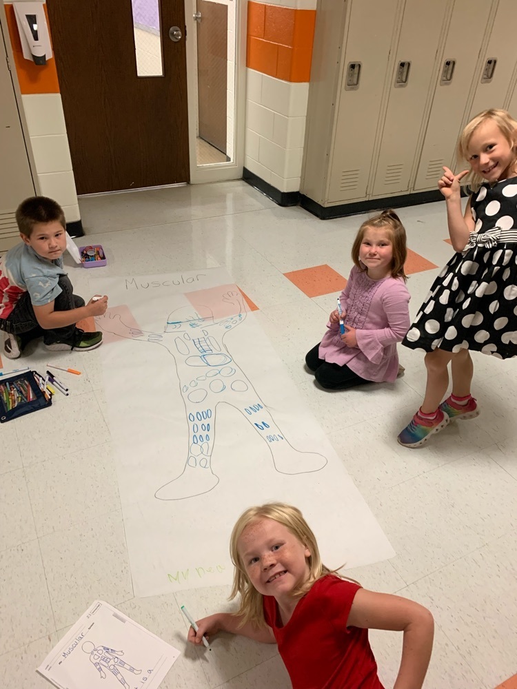 muscular system