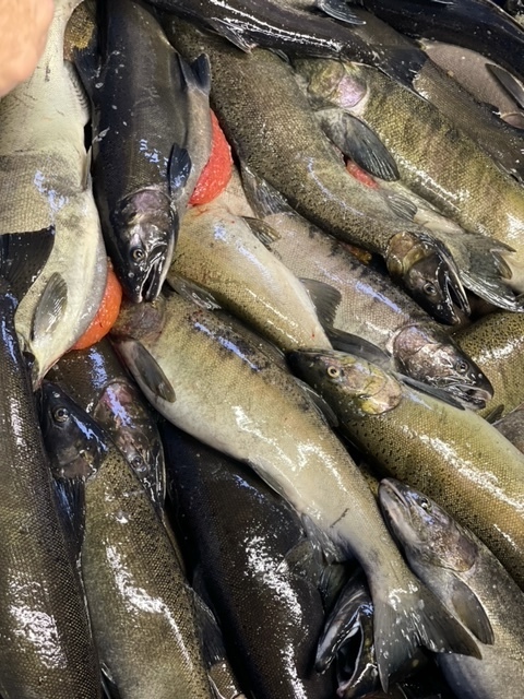 Fish